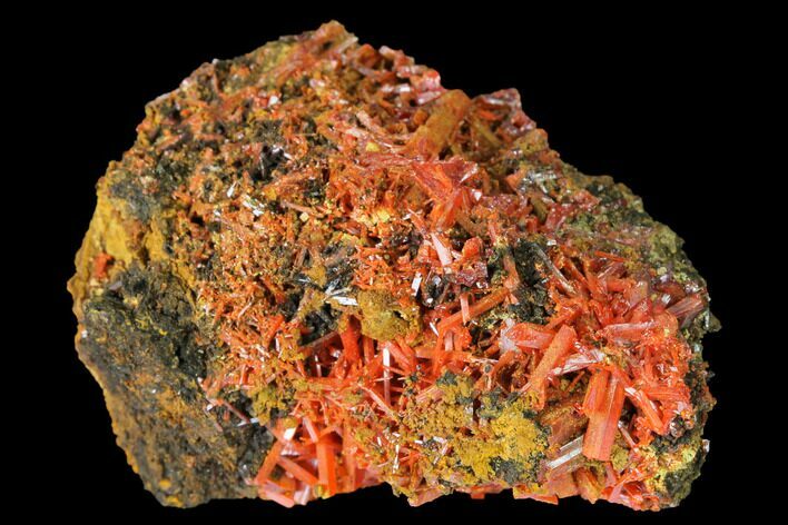 Bright Orange Crocoite Crystal Cluster - Tasmania #171717